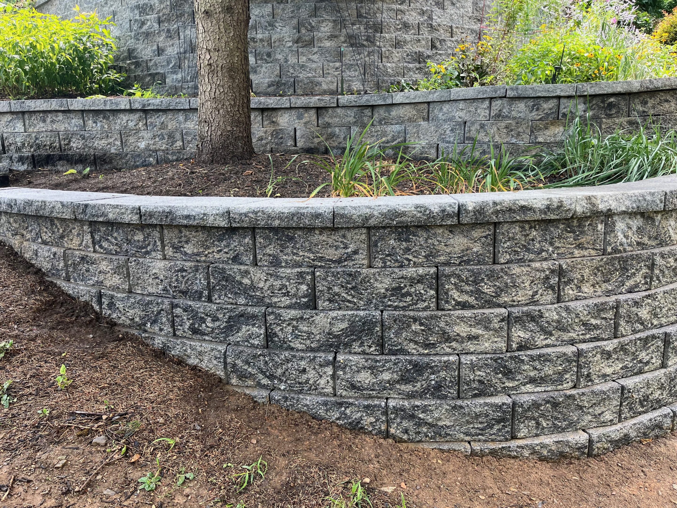 Curved stone retaining wall with grass and tree above it.