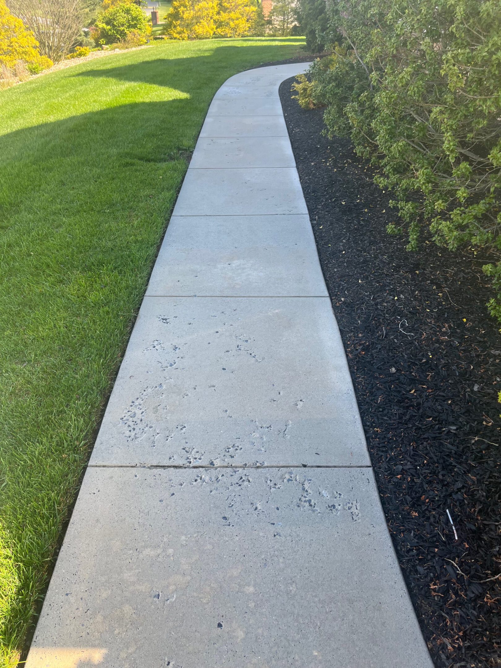Concrete sidewalk bordered by green grass and dark mulch with shrubs.