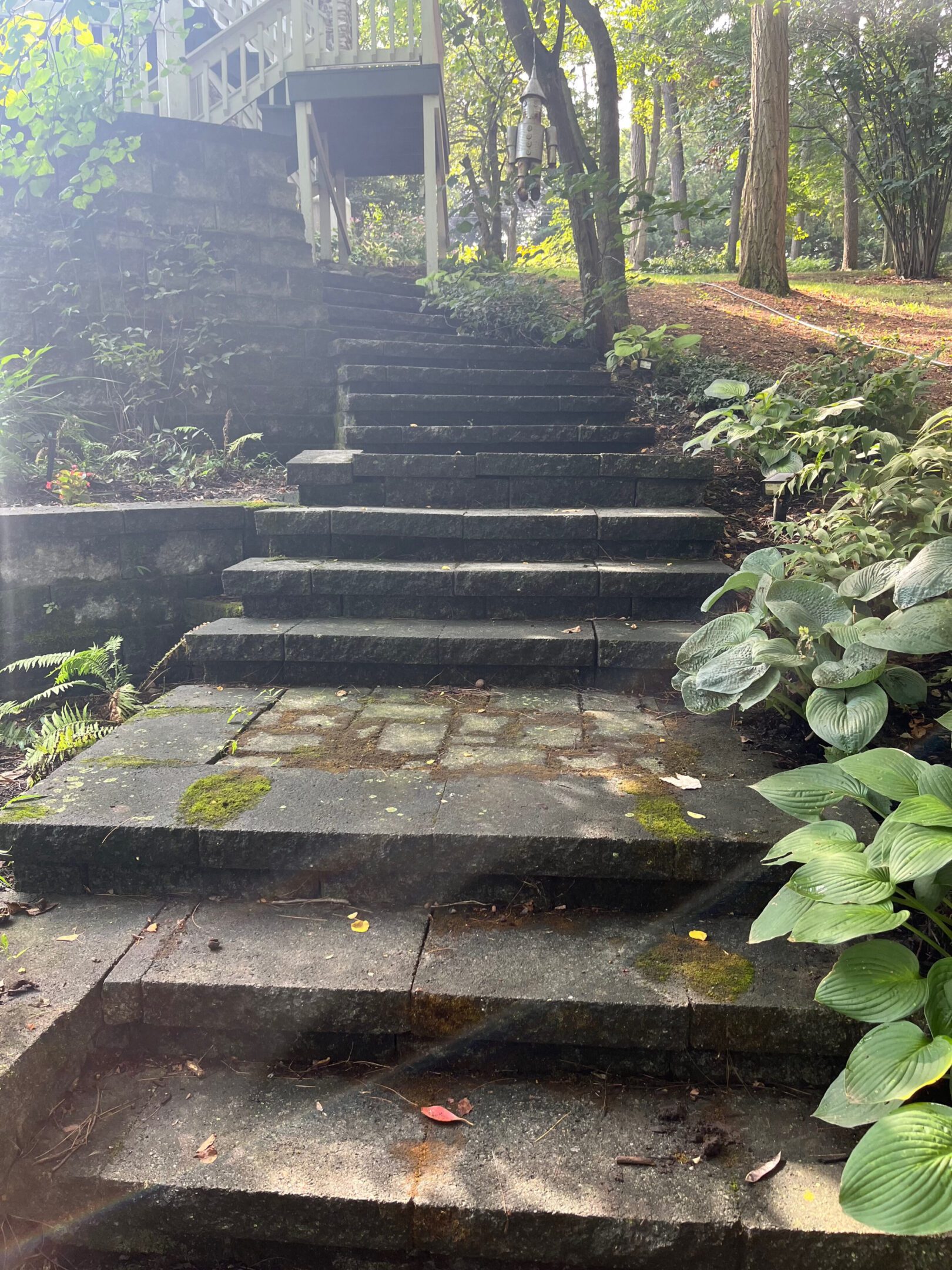 Stone steps surrounded by greenery in a serene garden setting.