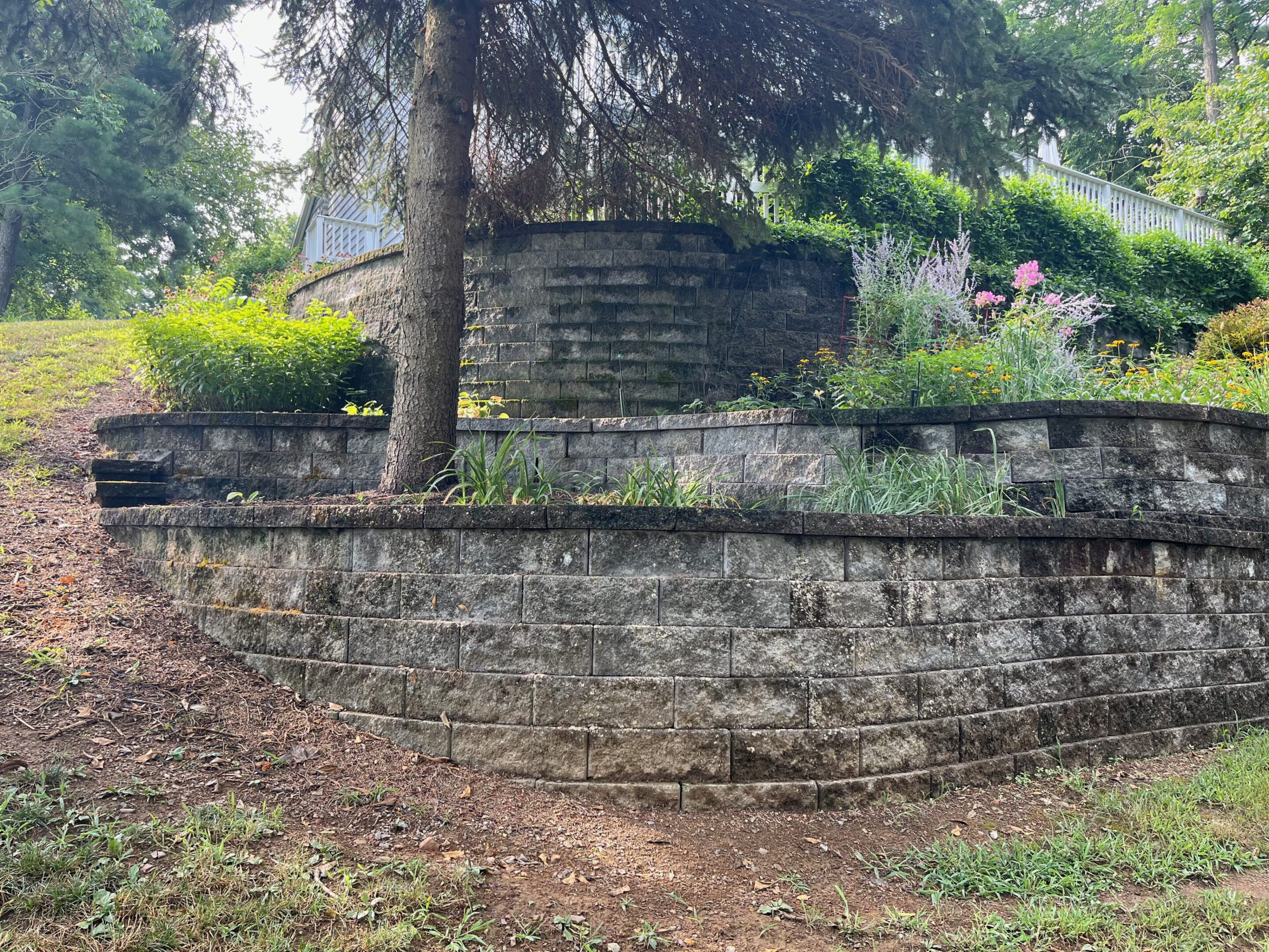 A stone retaining wall with greenery and a tree above it.