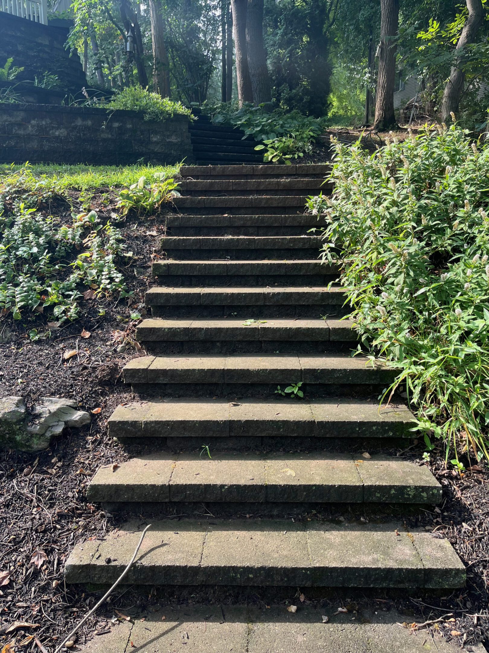 Stone steps leading through a garden with greenery on both sides.